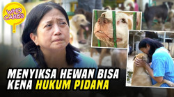 UU KEKERASAN TERHADAP HEWAN HARUS DIPERBAIKI, INI PERJUANGAN PEJATEN SHELTER | ANIMAL CARE