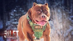 Kisah Hulk, Anjing Pitbull Terbesar di Dunia (1/3)