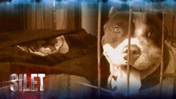 Tragis, Anjing Pitbull Gigit Bocah Hingga Tewas (2/3)
