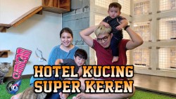 Wow Super Keren, Hotel Kucing Empat Lantai Milik Tya Aristya